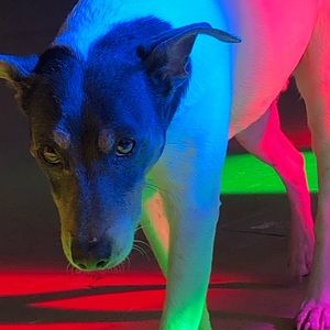 Meet your Posher, Samuel